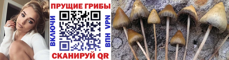 дарнет шоп Ужур Псилоцибиновые грибы Psilocybe